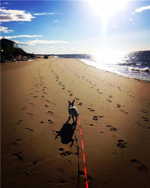Cottage by the sea with direct access to the beach